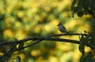 Tufted Titmouse against sunlit background. Can anyone guess what aperture I used?