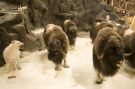 Muskox being chased by artic wolves.