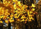 {AutumnBeauty} Sunlight pours through brightly colored leaves (Robert)