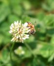 Honeybees love to work on Dutch Clover unless there is a more abundant source of nectar nearby.