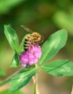 A honeybee working on Red Clover is a rare sight. Normally the petals form a tube that is too long to allow honeybees to reach the nectar. Other kinds of bees enjoy it, but honeybees prefer other flowers.