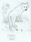 {davidsart06} Timber Wolf by David Staddon