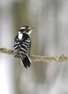 {26th Feb. 7} Mr. Downy Woodpecker comes frequently to