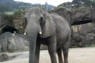We spent a little more time than normal at the Elephant