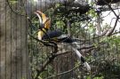 Hornbill, from not-so-far-away SE Asia