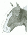 {davidsart06} The Horse by David Staddon